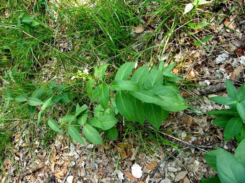 Vincetoxicum hirundinaria