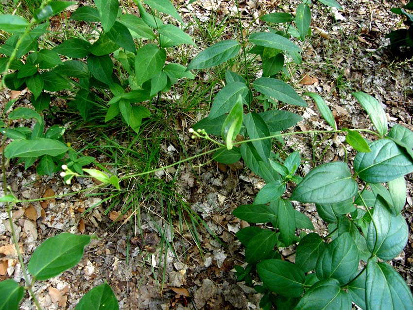 Vincetoxicum hirundinaria