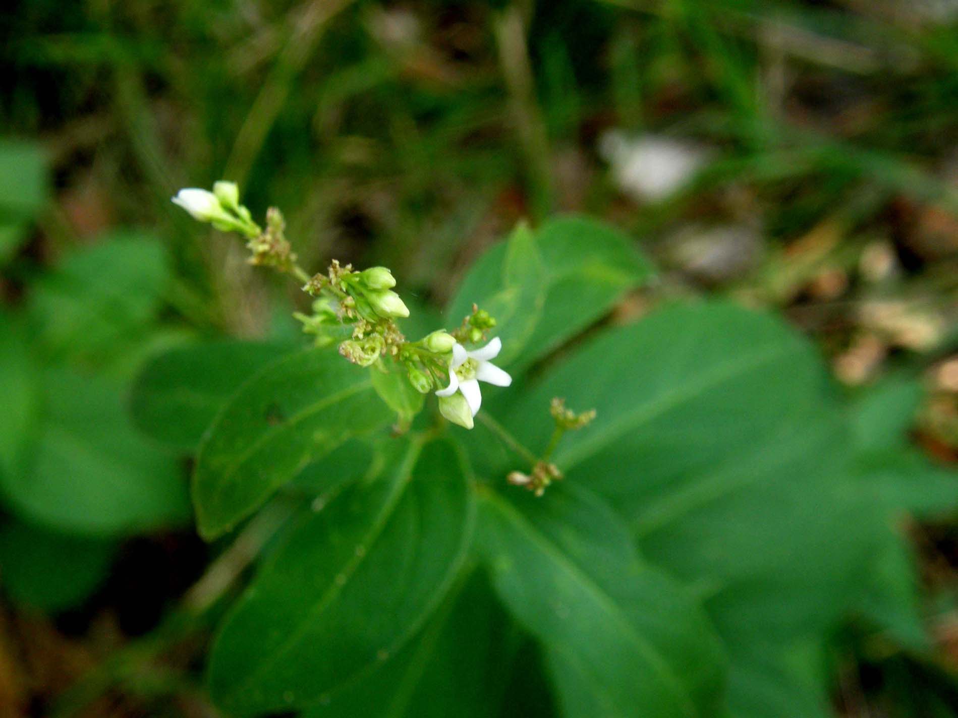 Vincetoxicum hirundinaria