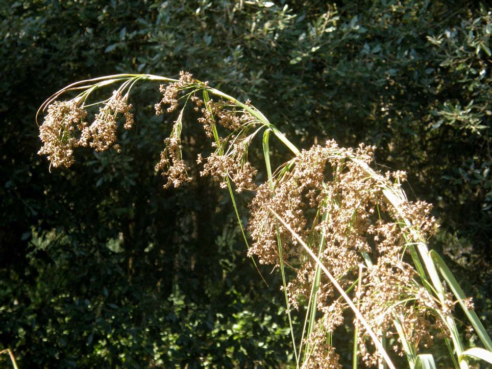 Cyperacea - Cladium mariscus