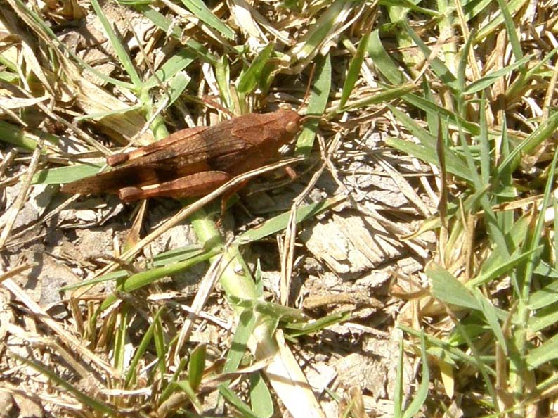 Acrididae: Oedipoda sp. e Chorthippus (Glyptobothrus) sp.