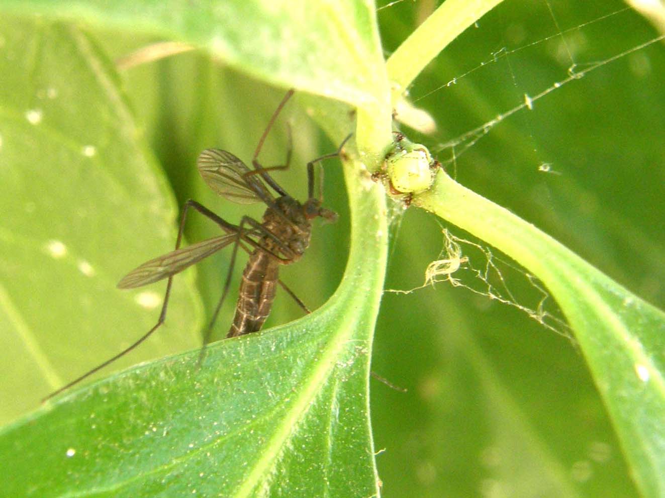 Tipulidae da identificare