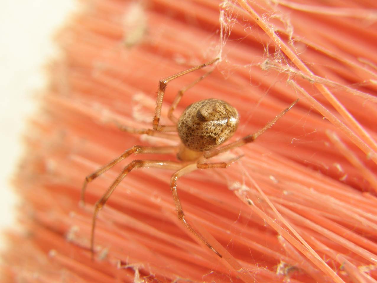 Parasteatoda spp.