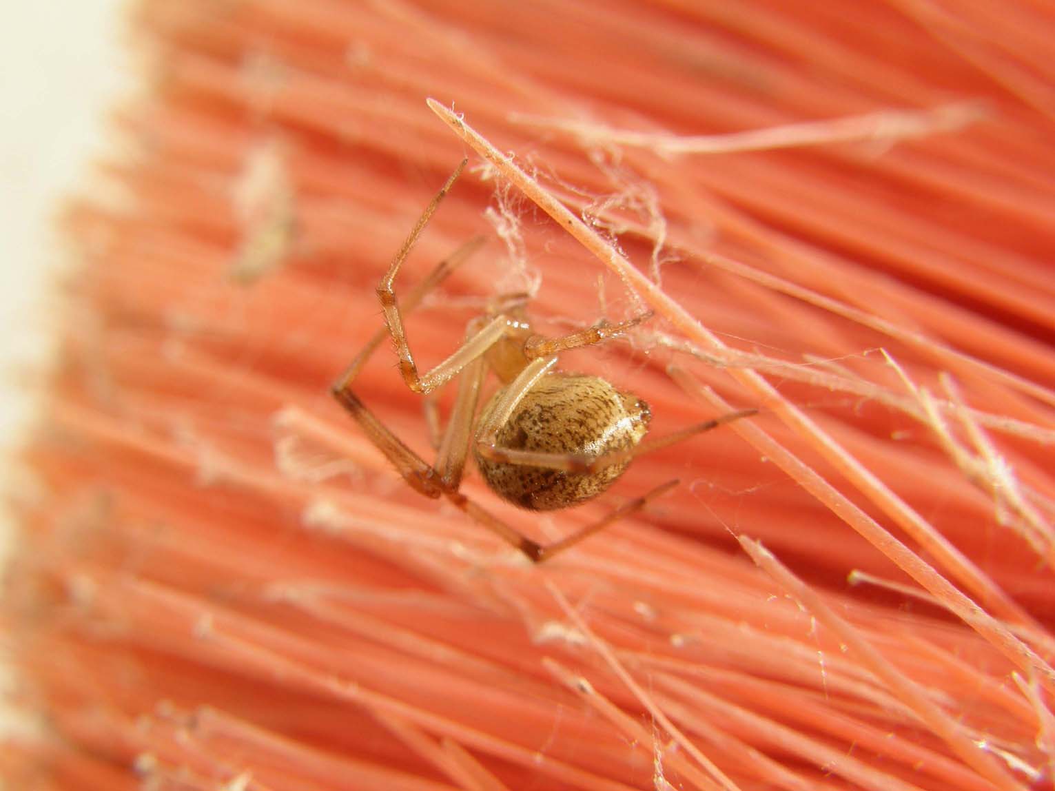 Parasteatoda spp.