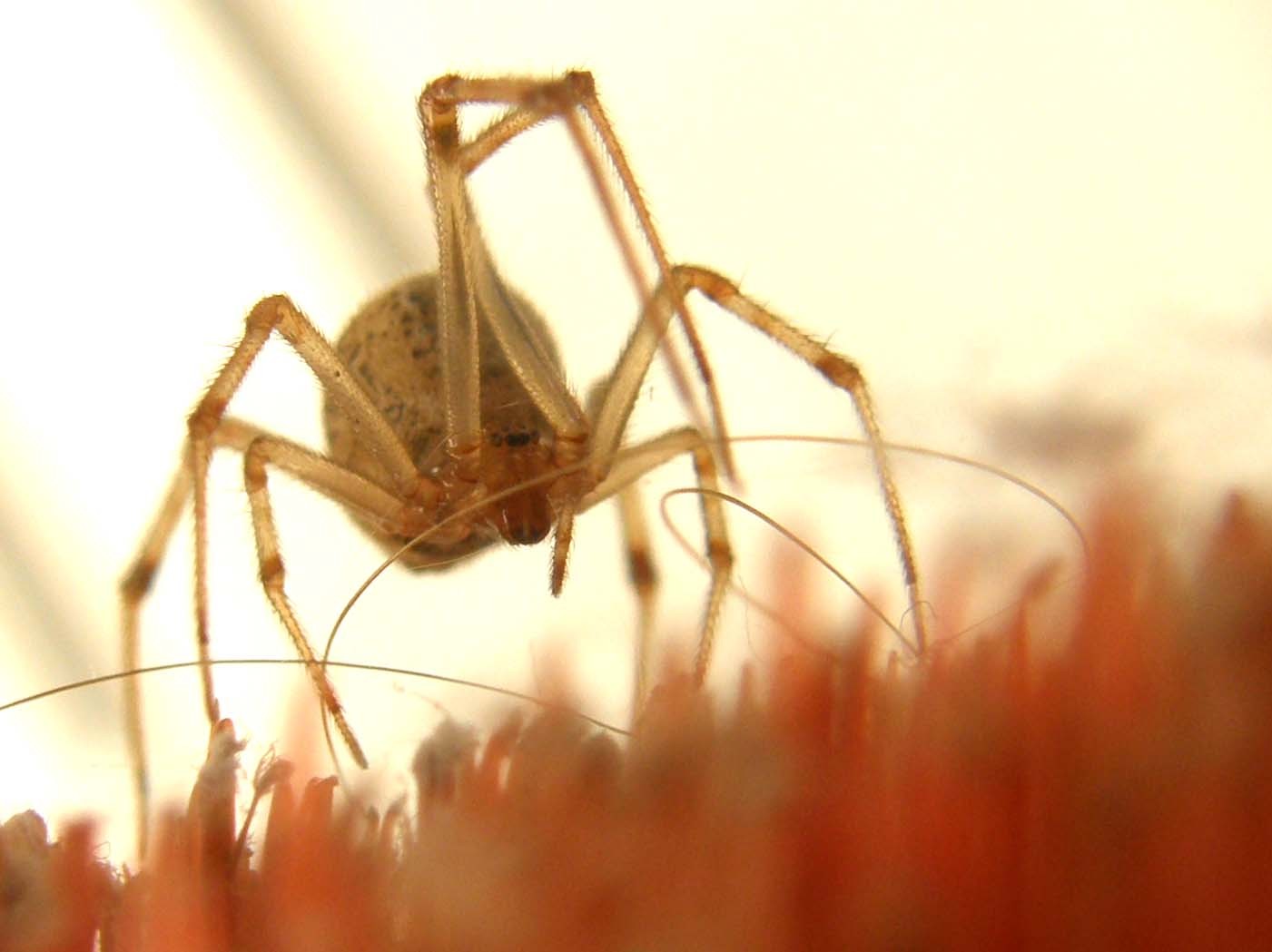 Parasteatoda spp.