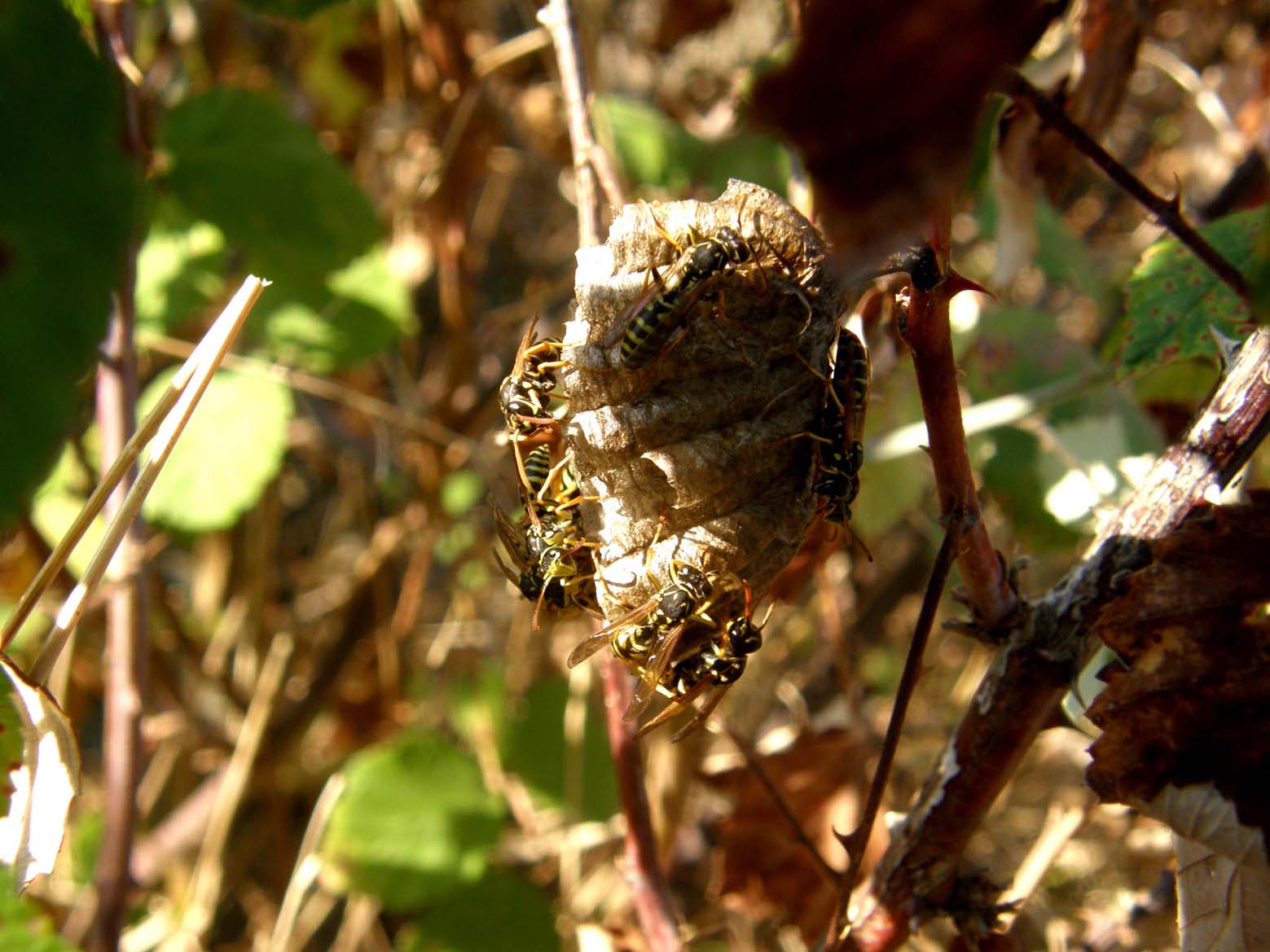 Polistes con antenne chiare: P. nimphus o P. associus