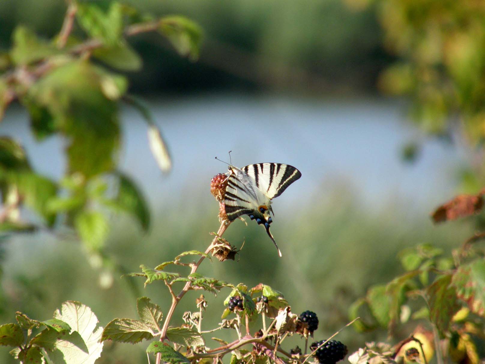 Iphiclides podalirius