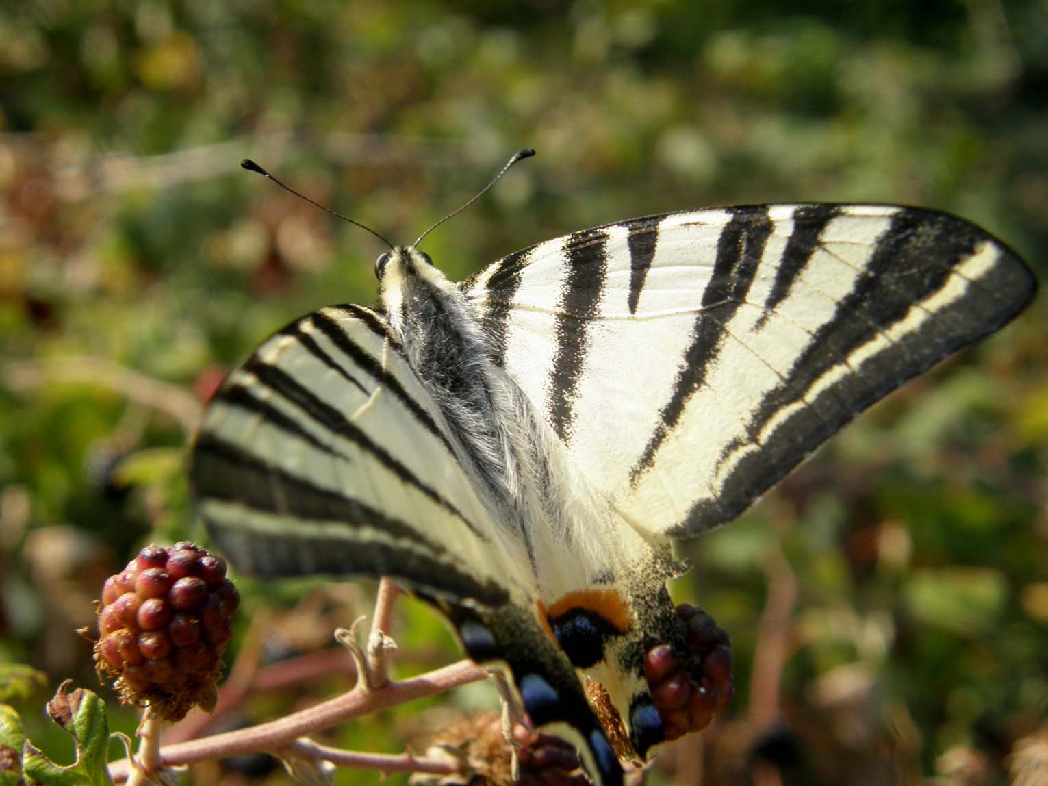 Iphiclides podalirius