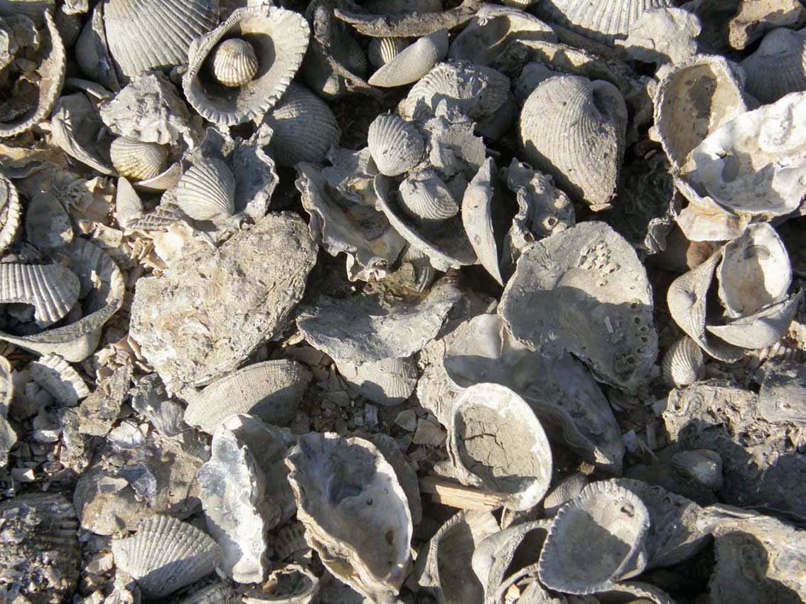 Opera della natura, o c''è lo zampino dell''uomo?
