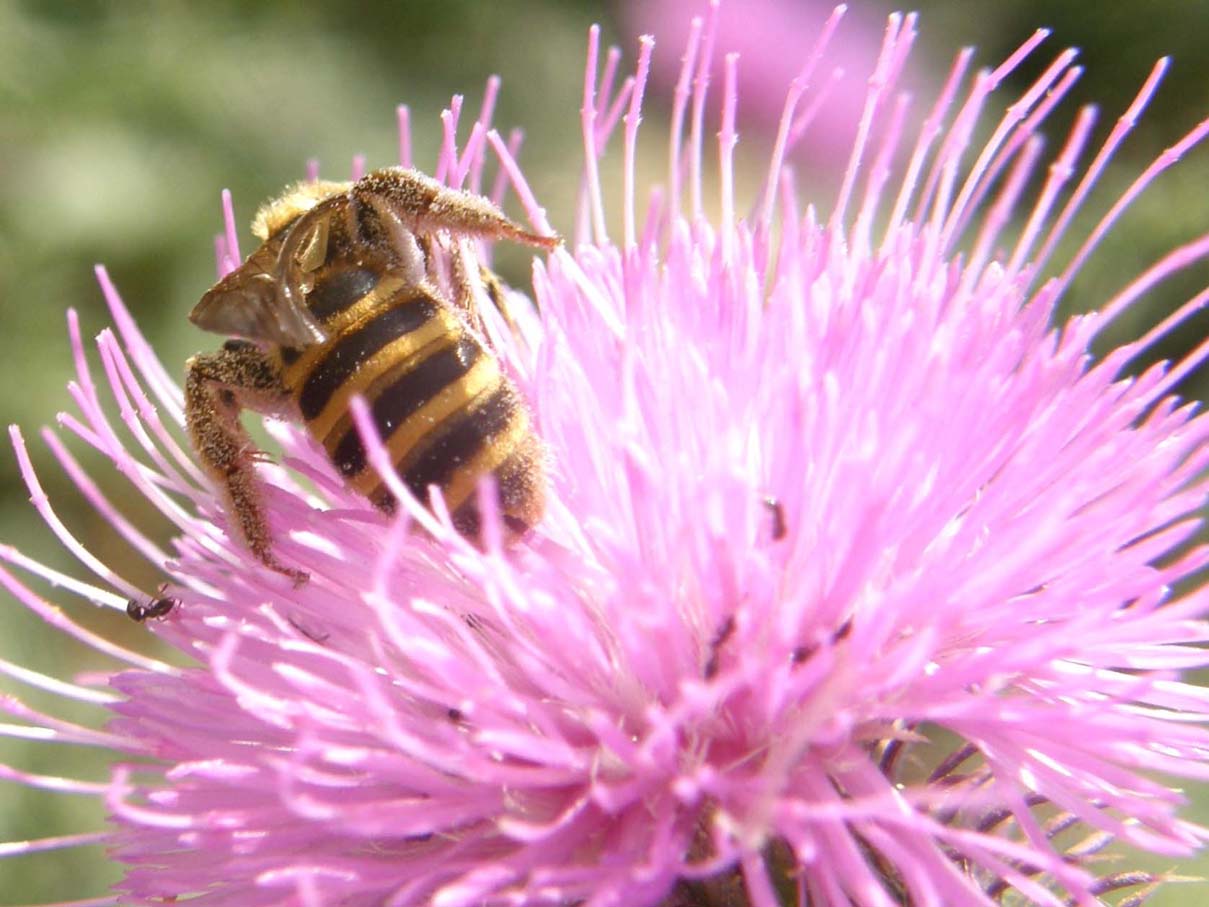 Grosso imenottero su fiore: Femmina di Halictus scabiosae