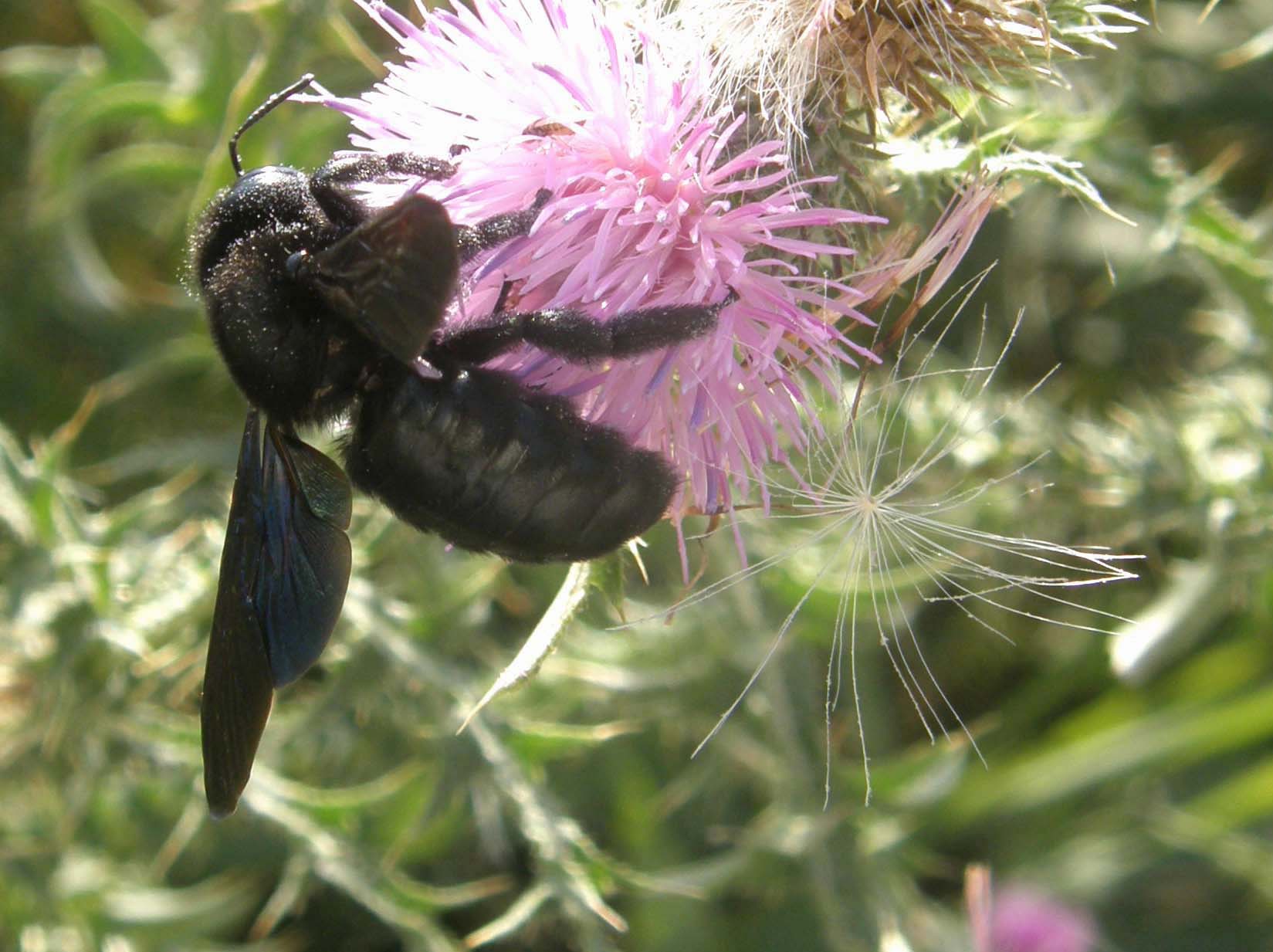 Xylocopa sp. (Apidae)