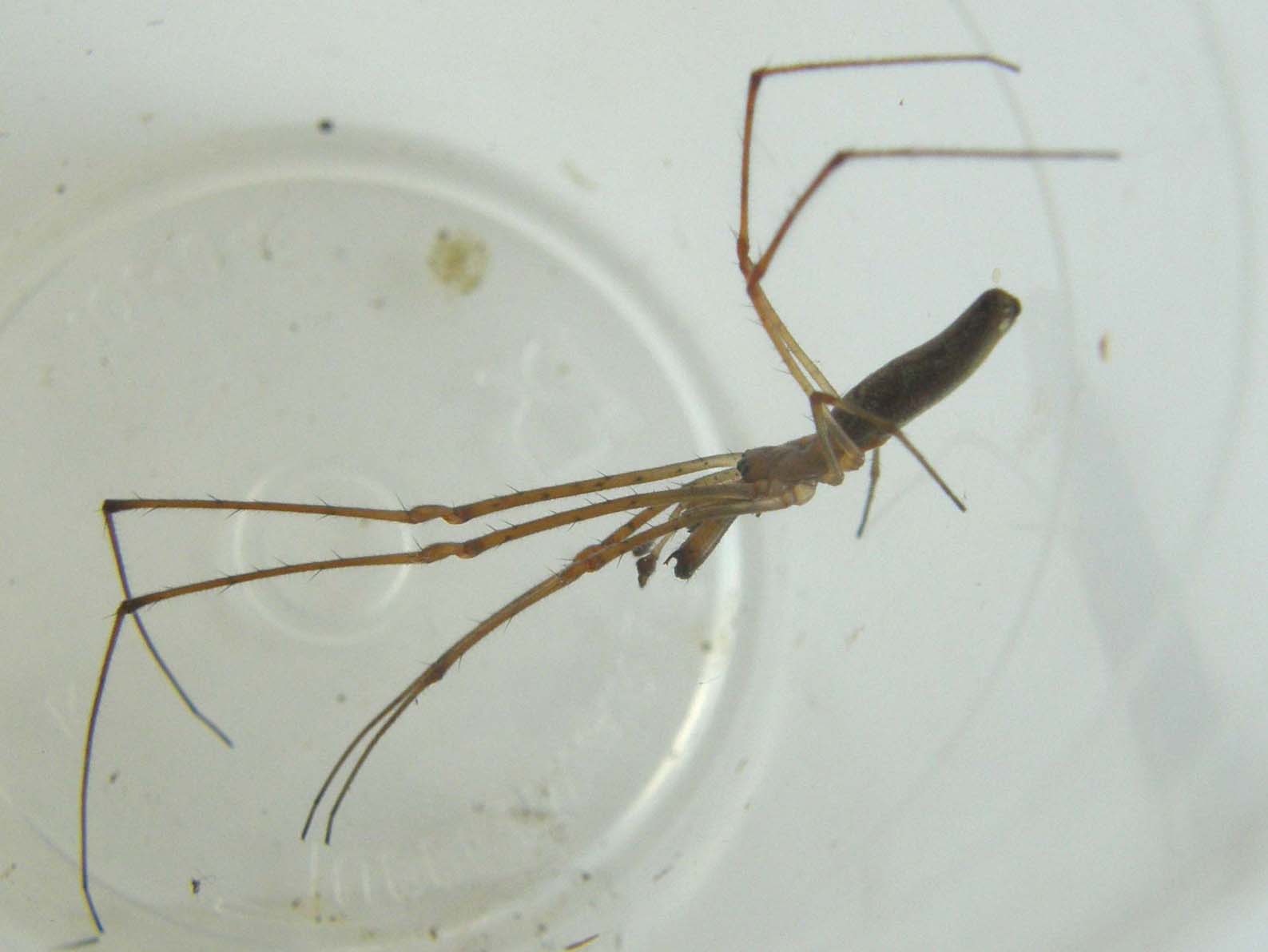 Tetragnatha sp.