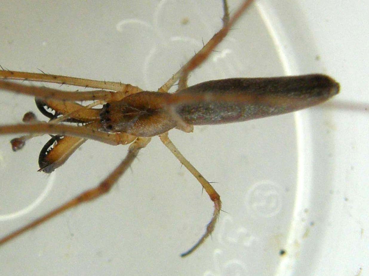 Tetragnatha sp.