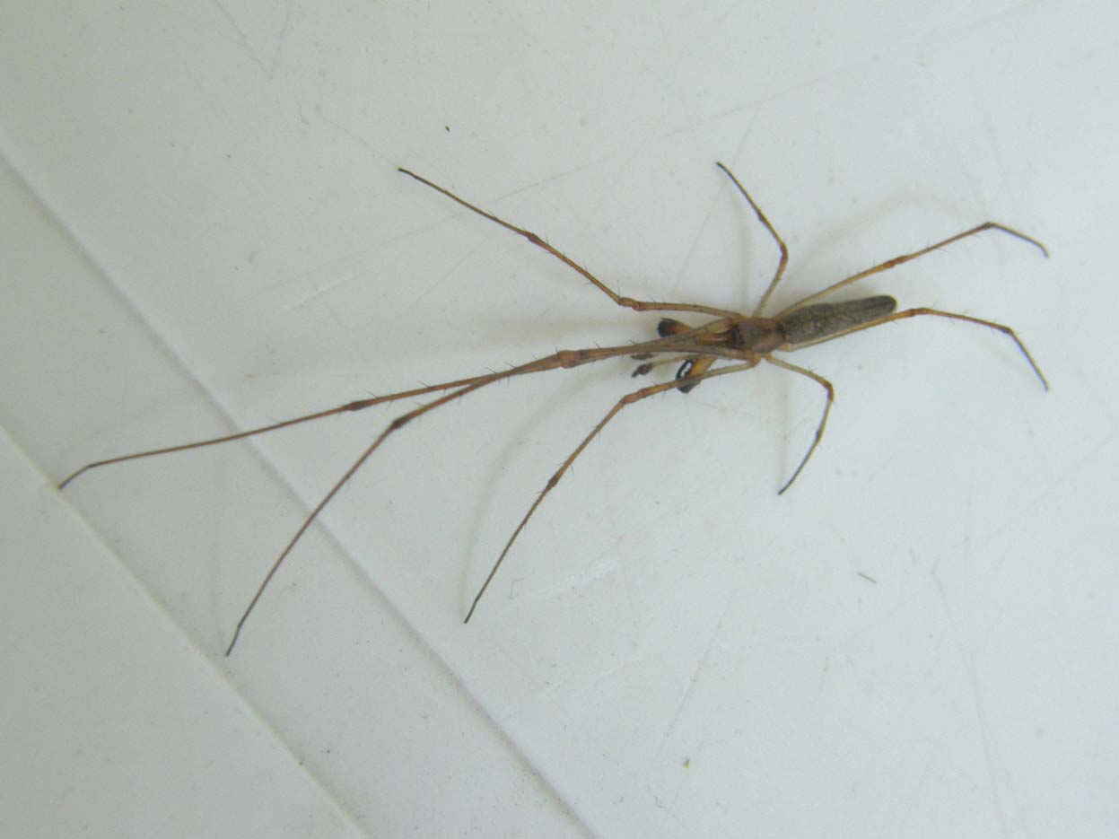 Tetragnatha sp.