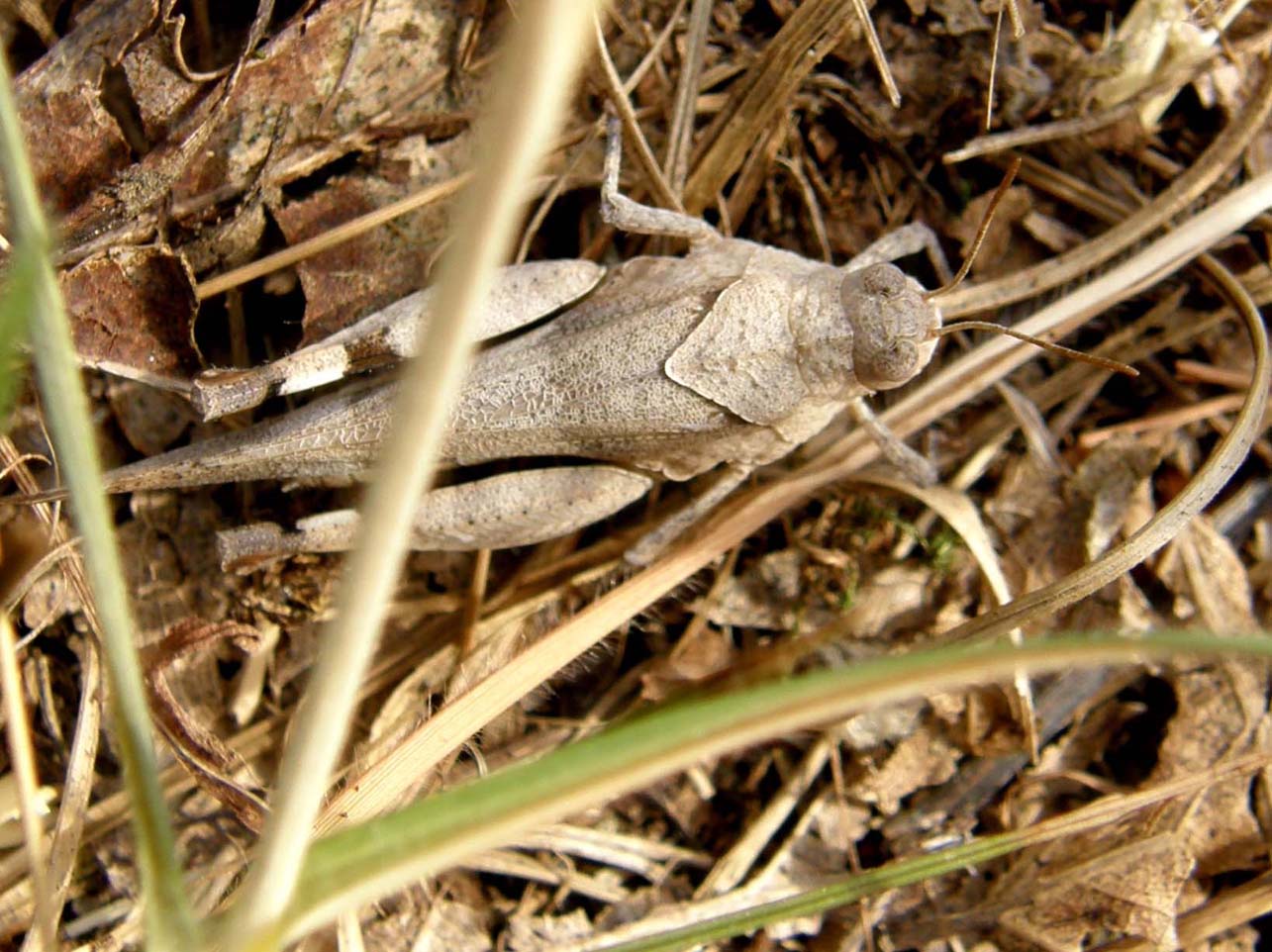 Acrididae: Oedipoda sp. e Chorthippus (Glyptobothrus) sp.