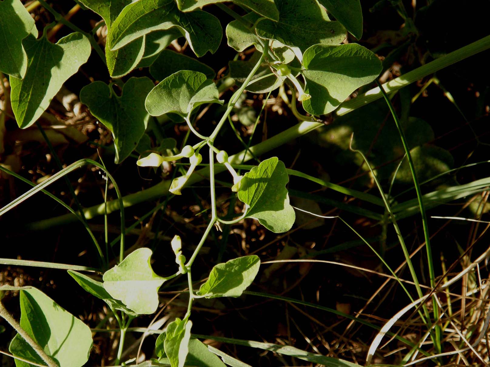 Foglie cuoriformi: Aristolochia clematitis