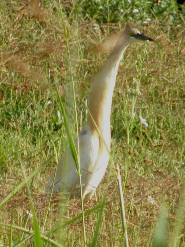 Sgarza ciuffetto