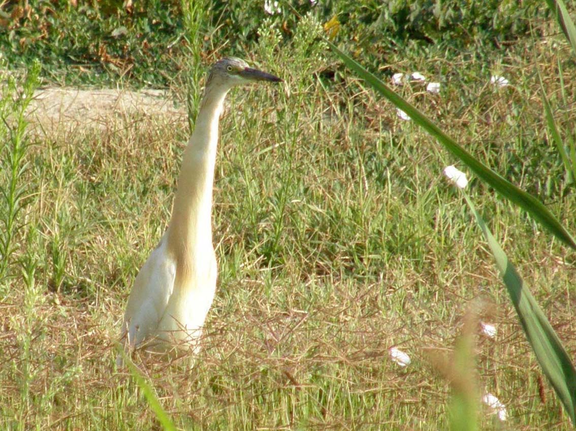Sgarza ciuffetto