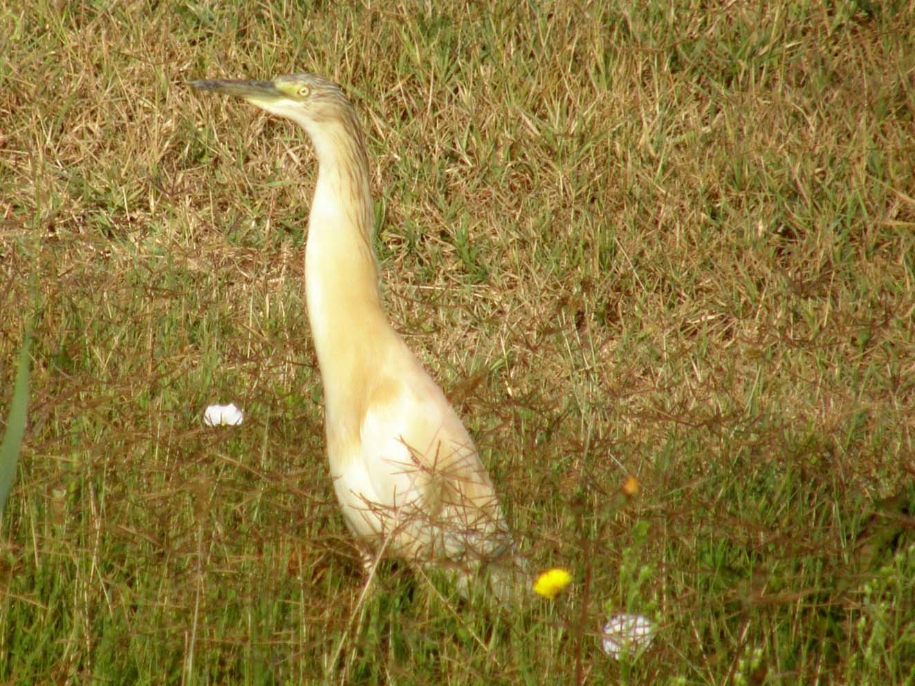 Sgarza ciuffetto