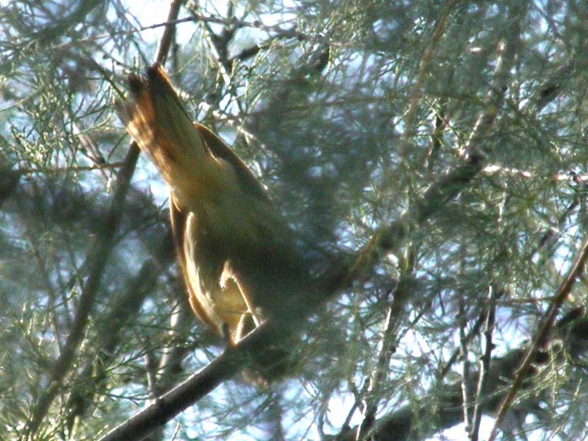 Passeriforme...dal di sotto