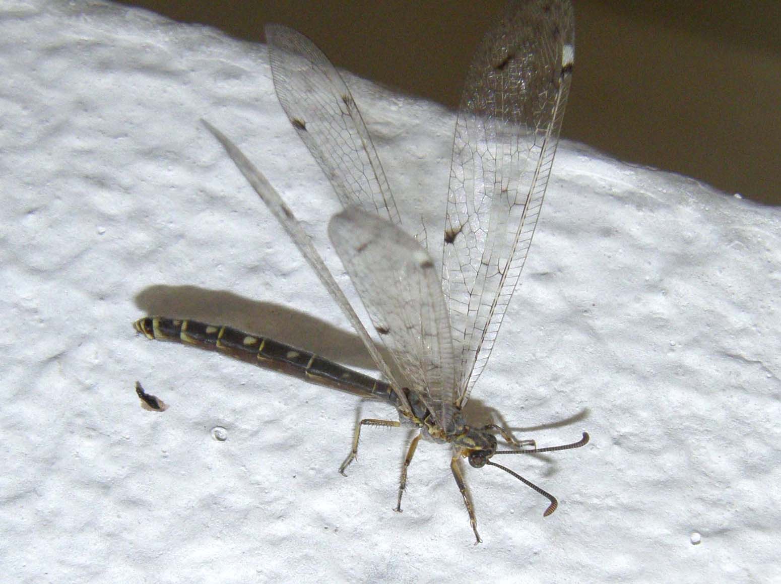 Distoleon tetragrammicus