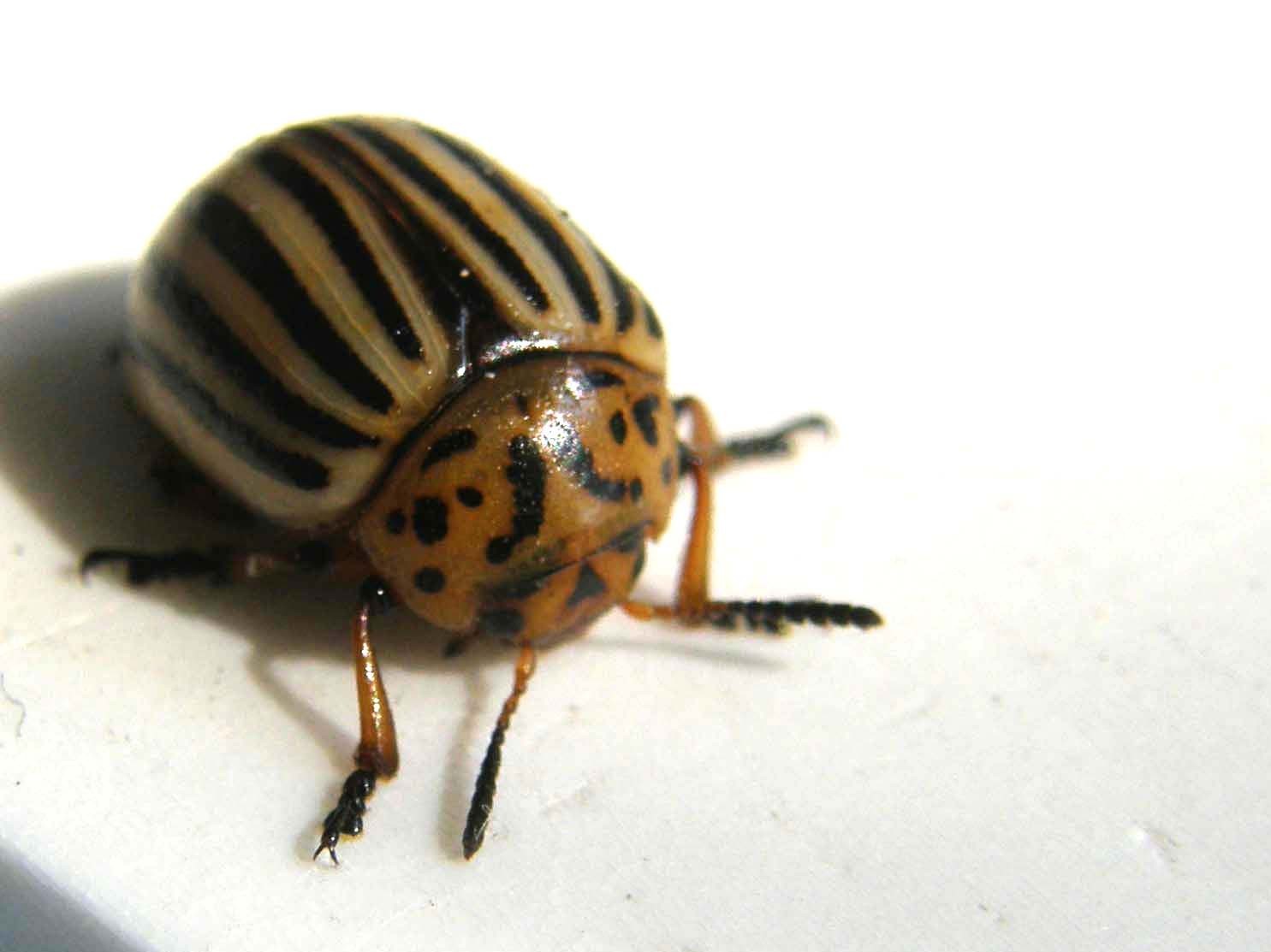 Leptinotarsa decemlineata