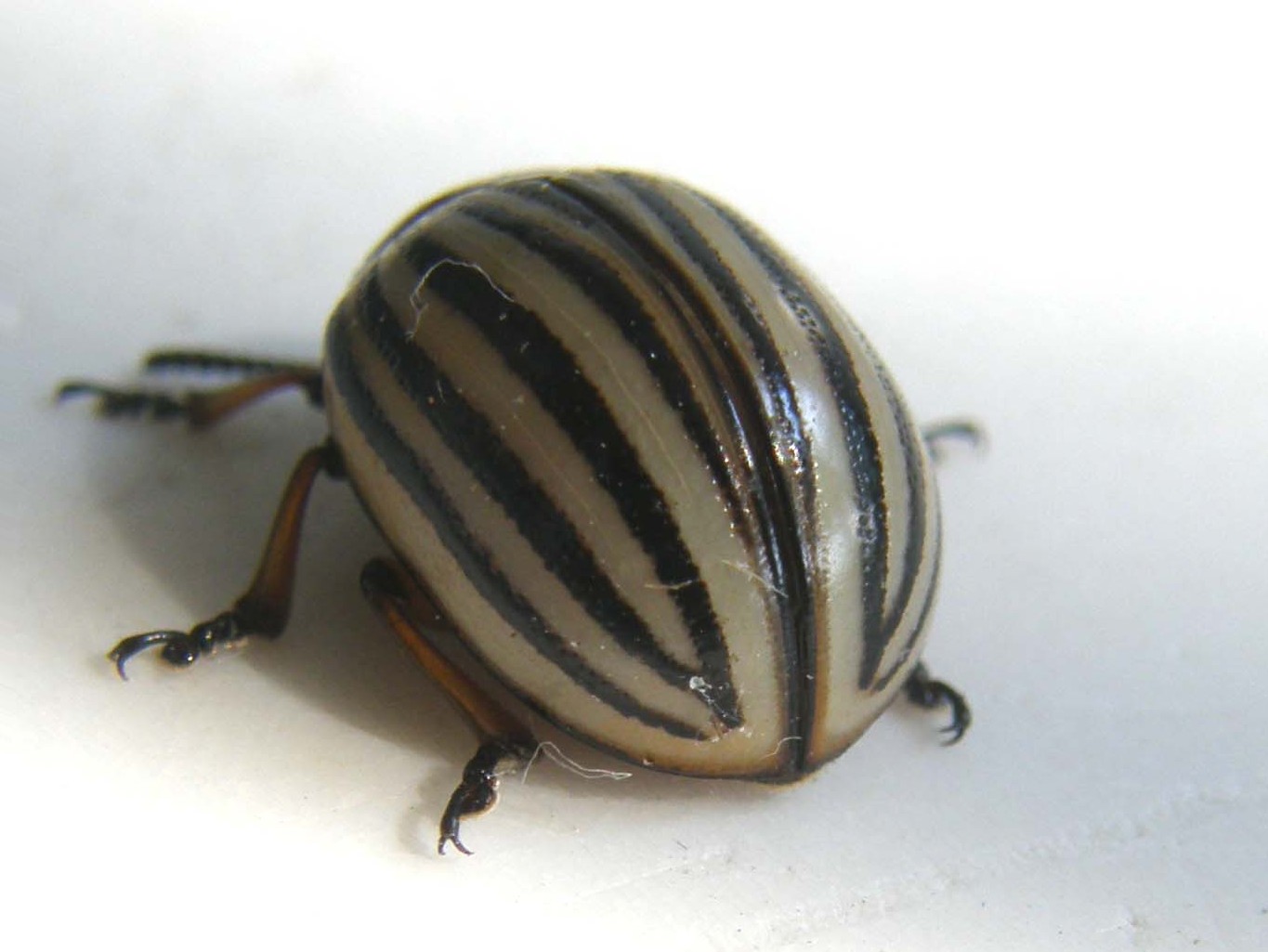 Leptinotarsa decemlineata