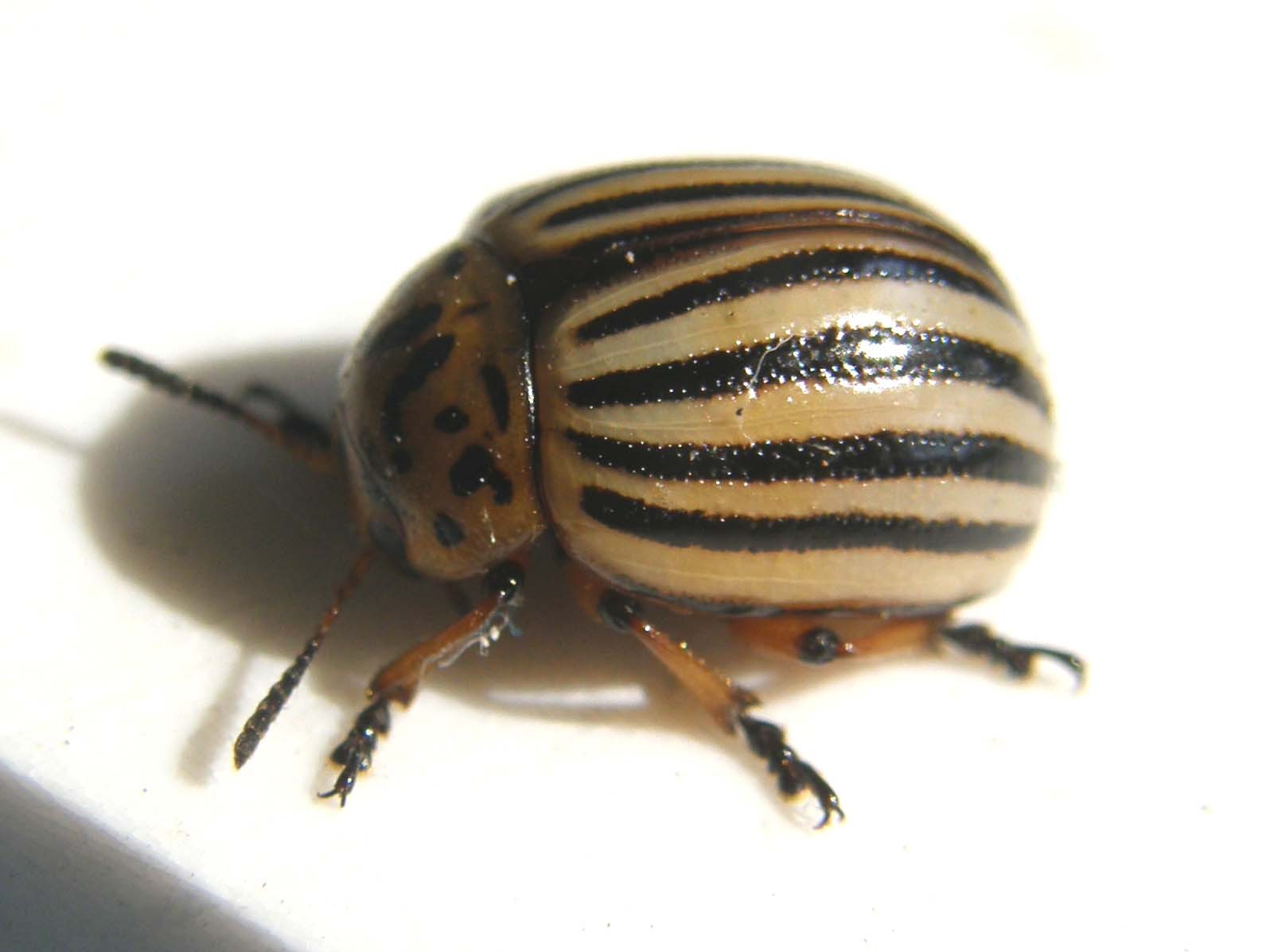 Leptinotarsa decemlineata