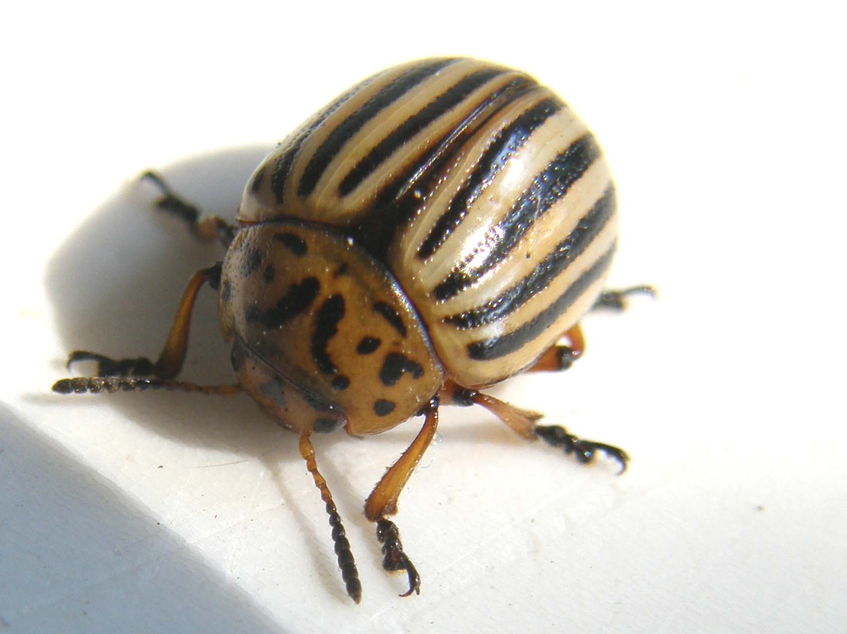 Leptinotarsa decemlineata