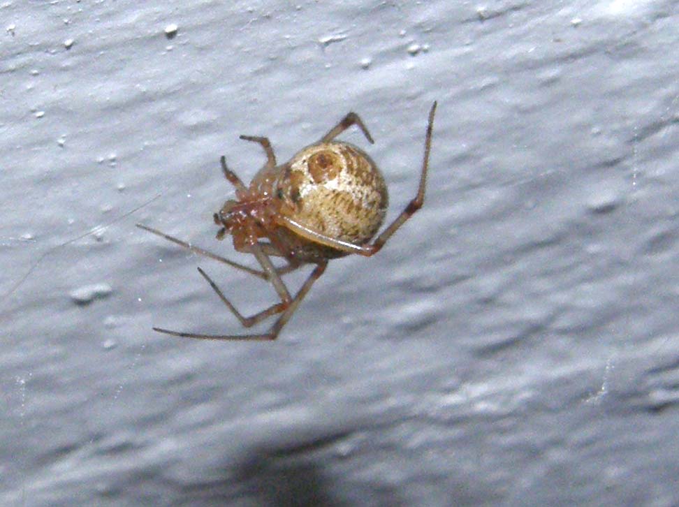 Parasteatoda spp.