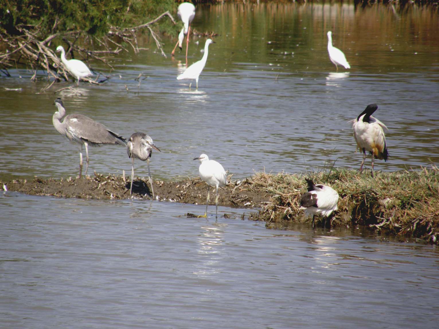 Ibis sacro