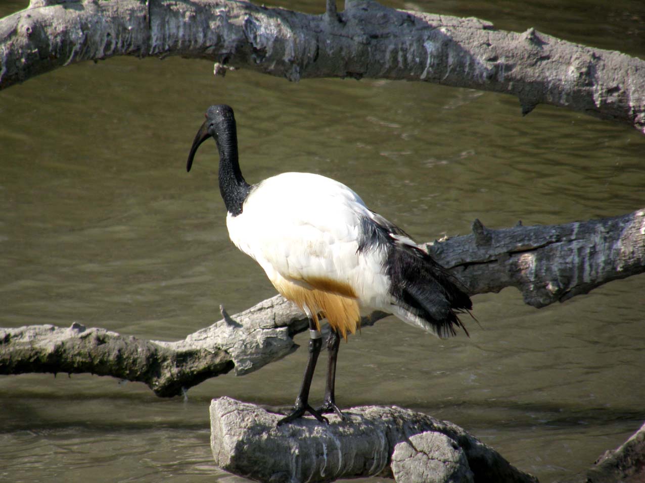Ibis sacro