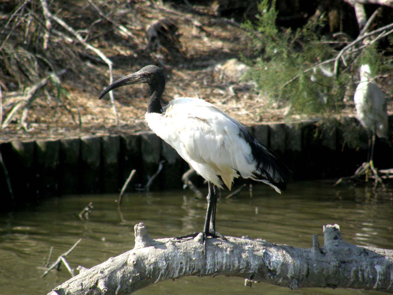 Ibis sacro