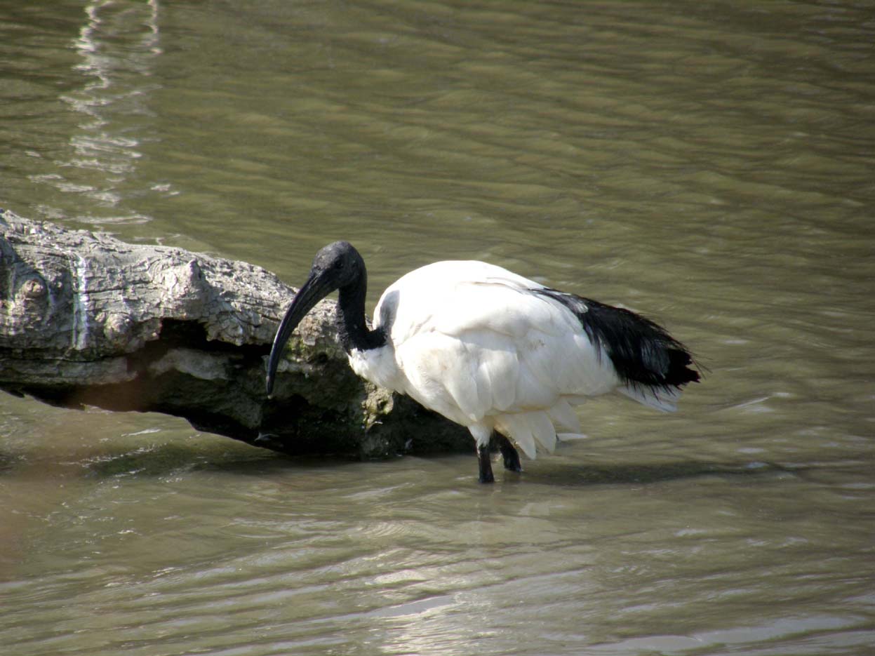 Ibis sacro