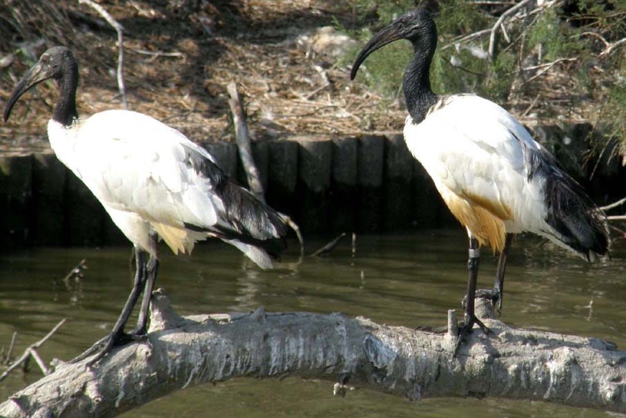 Ibis sacro