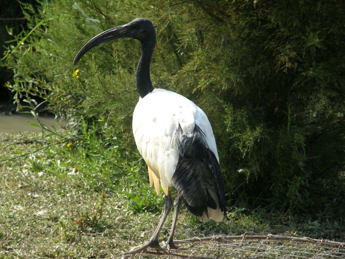 Ibis sacro