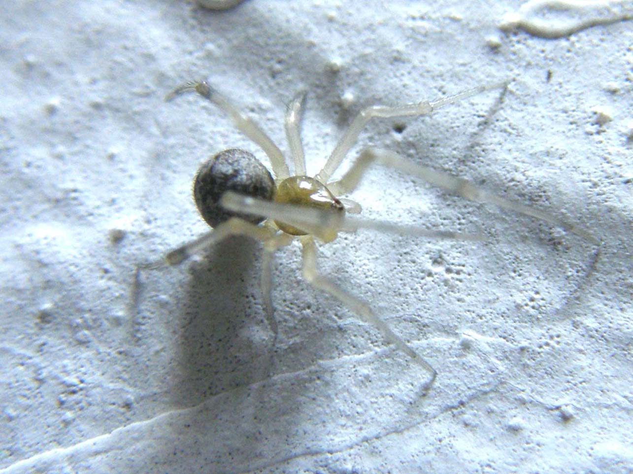 Theridion sp. ?