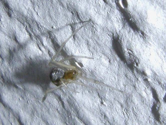 Theridion sp. ?