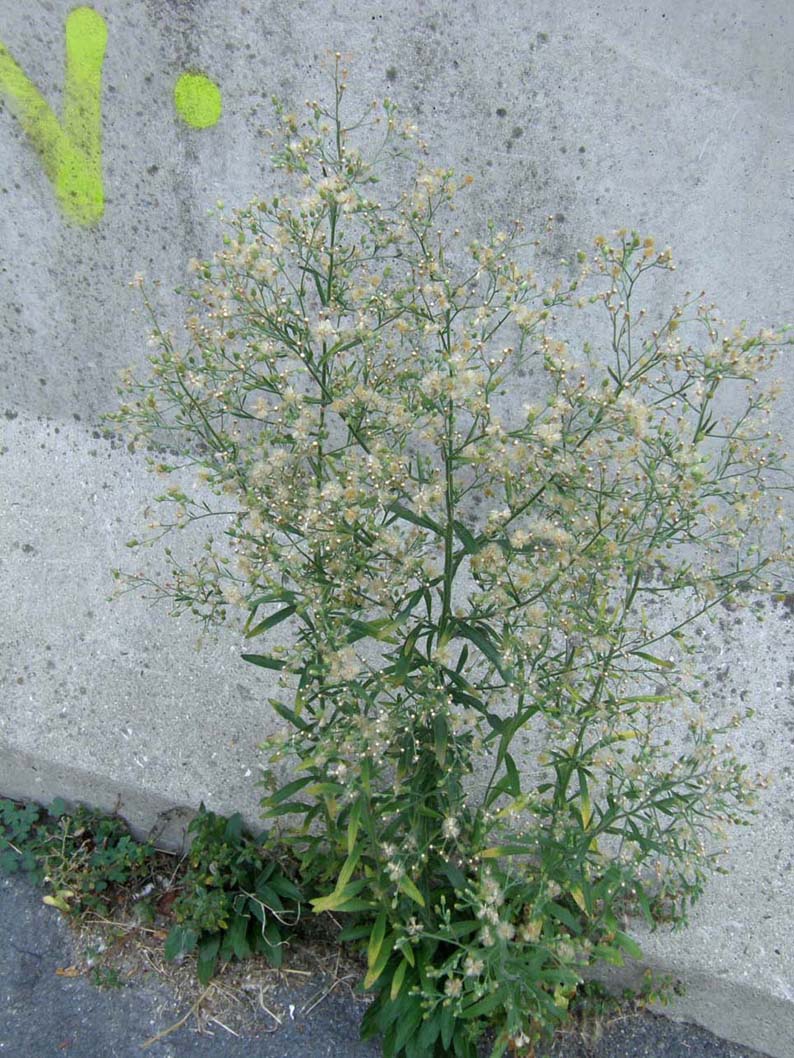 Erbacee infestanti - Erigeron canadensis e sumatrensis