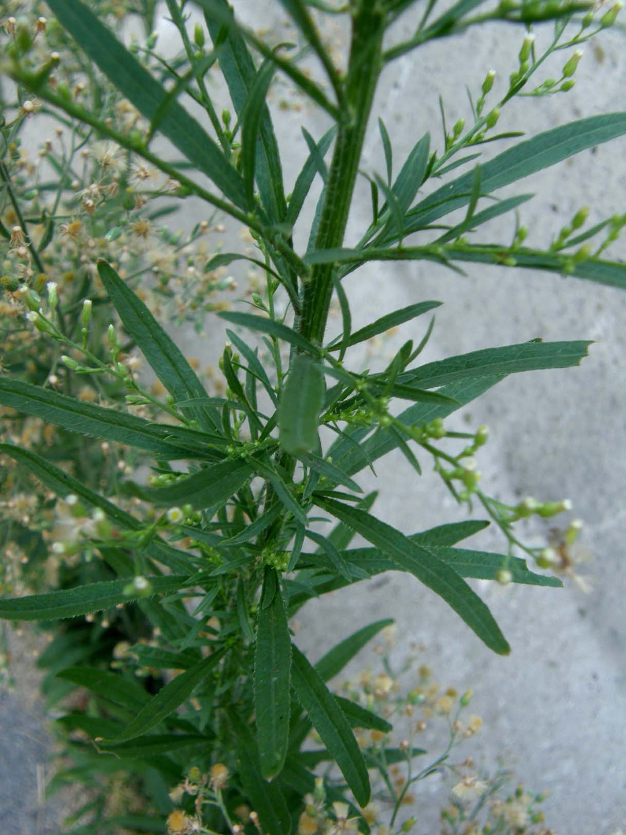 Erbacee infestanti - Erigeron canadensis e sumatrensis