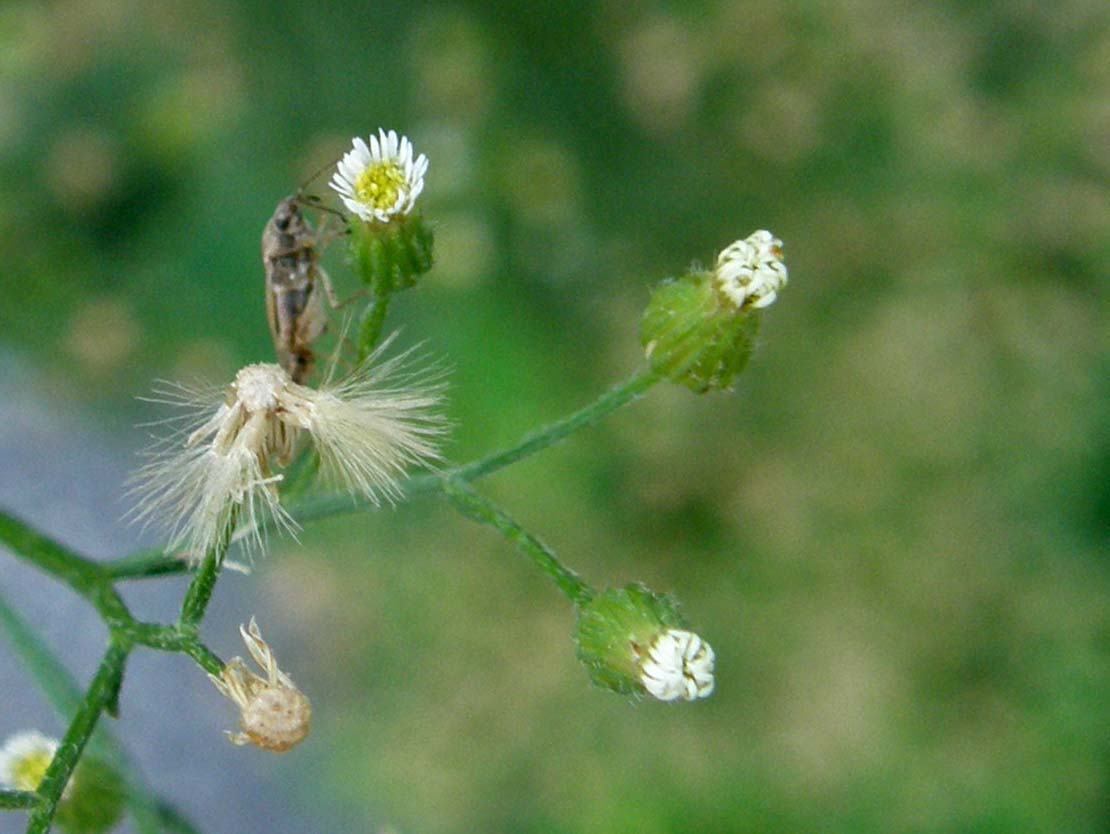 Erbacee infestanti - Erigeron canadensis e sumatrensis