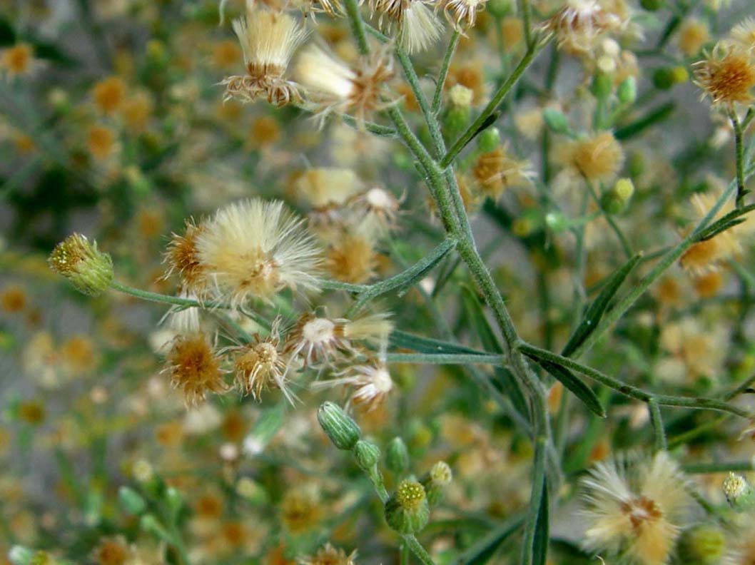 Erbacee infestanti - Erigeron canadensis e sumatrensis