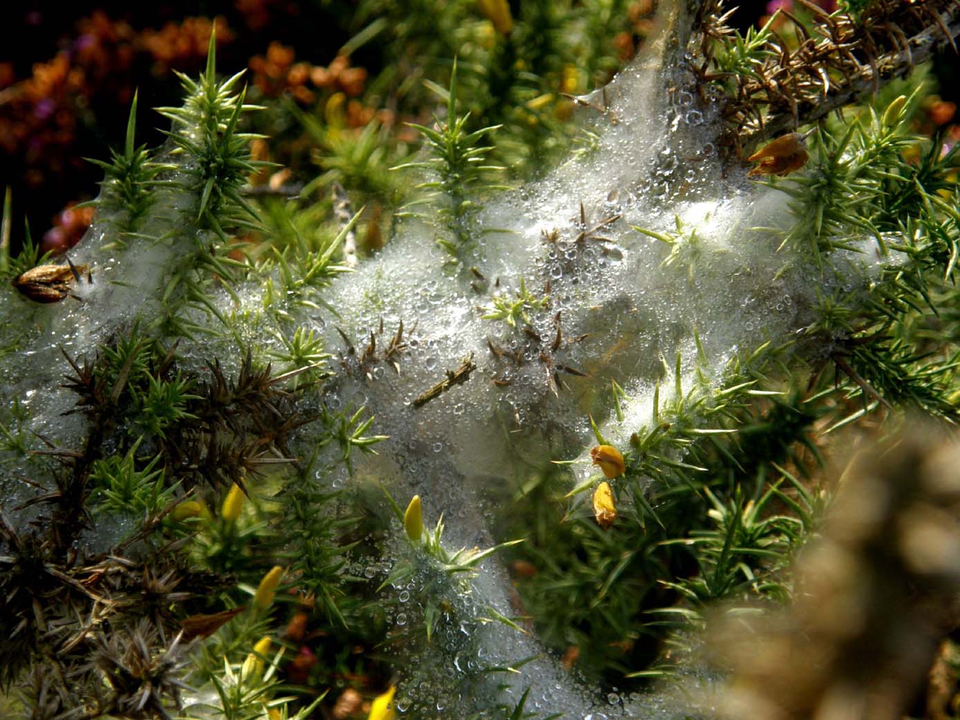 Ragnatele super-spesse