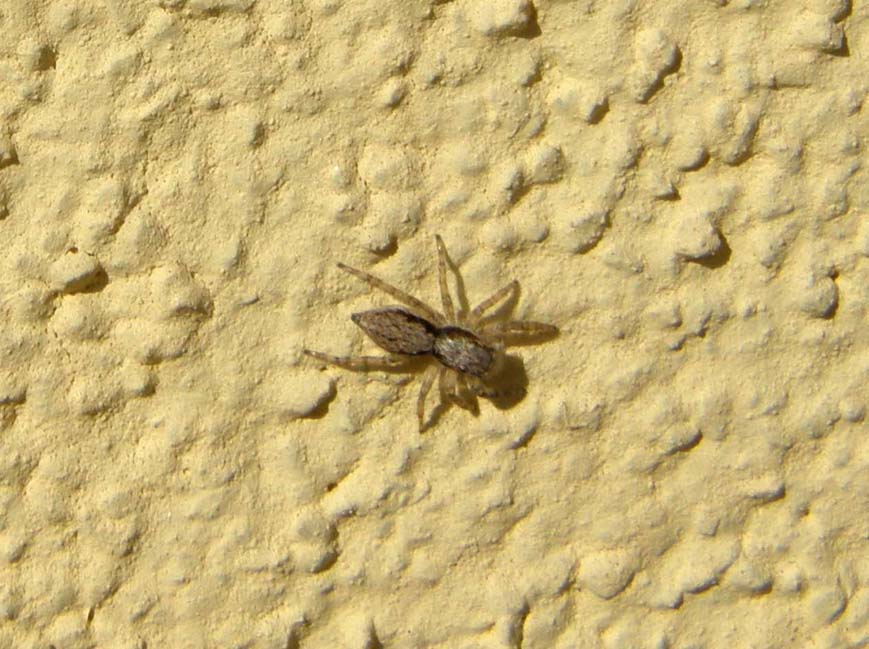 C. xanthogramma ; Menemerus sp.