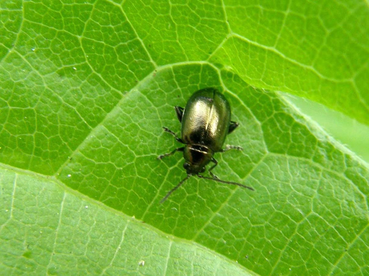 Piccolo Chrysomelidae milanese: Altica oleracea