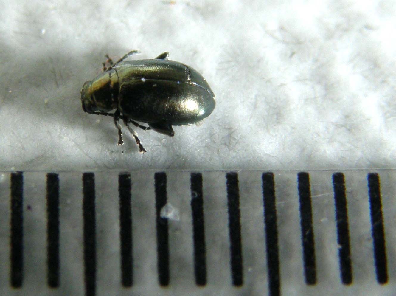 Piccolo Chrysomelidae milanese: Altica oleracea