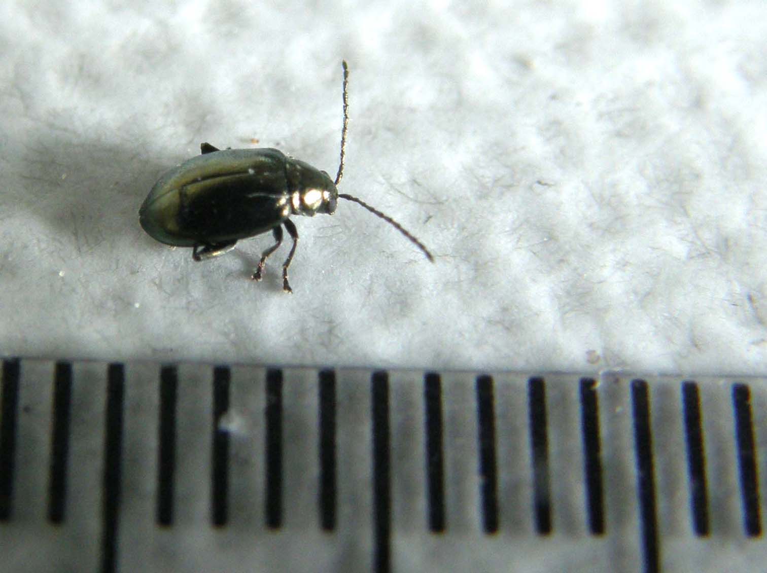 Piccolo Chrysomelidae milanese: Altica oleracea