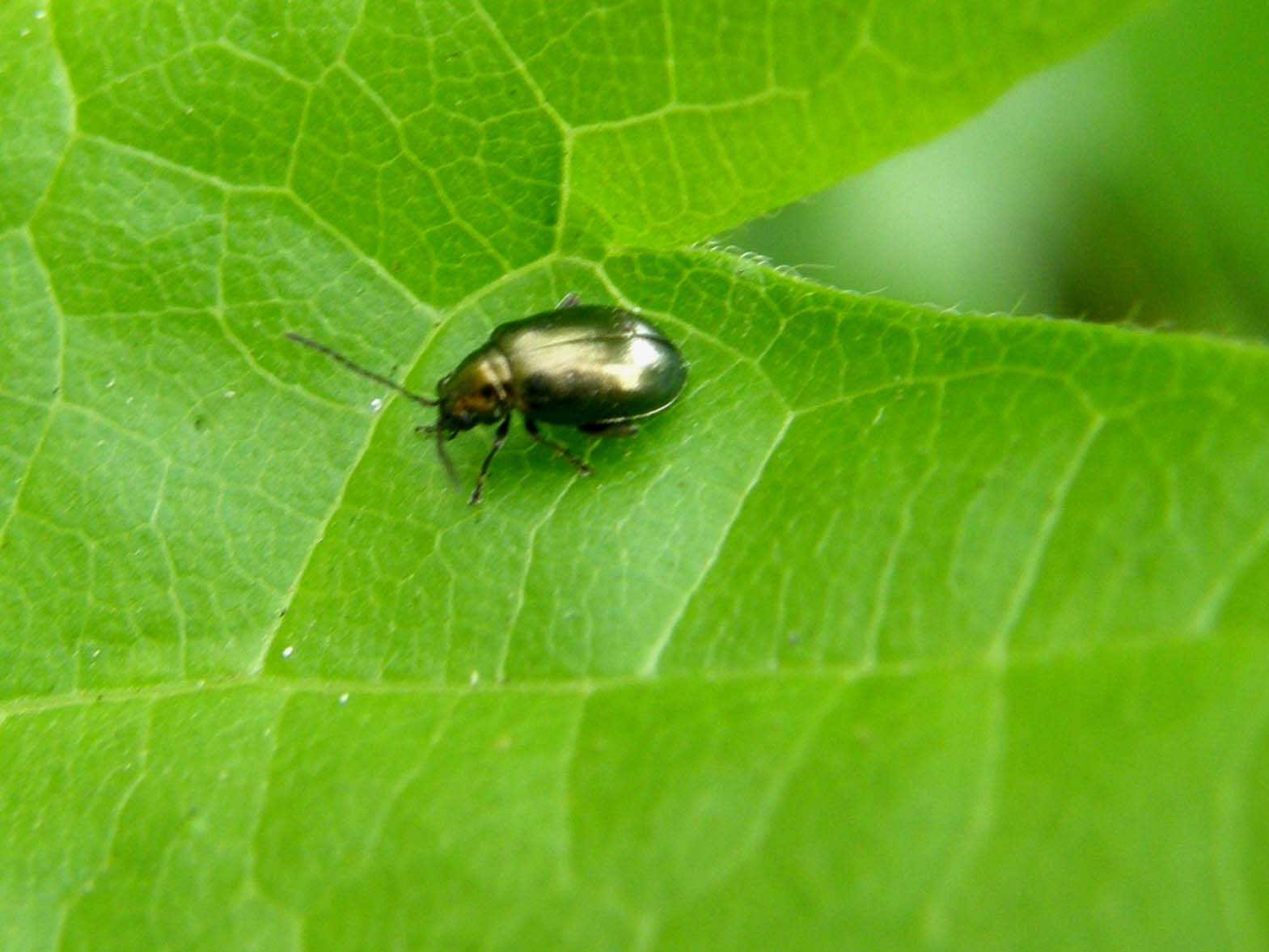 Piccolo Chrysomelidae milanese: Altica oleracea