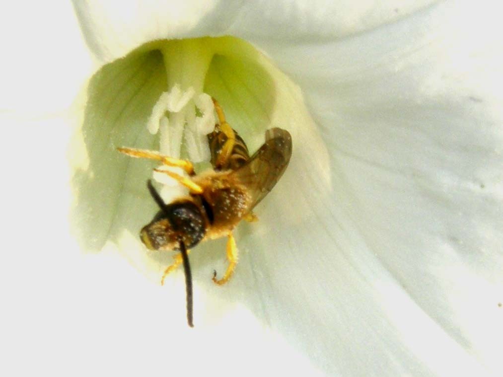 Apidae Halictinae: cfr. Lasioglossum sp., maschio