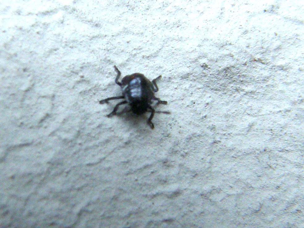 Neanide da identificare: Nezara viridula